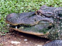 Description: Photo: Side view of an alligator's head