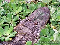 Description: Photo: Top view of an alligator's head