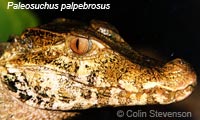 Description: Photo: Facial portrait of Dwarf caiman